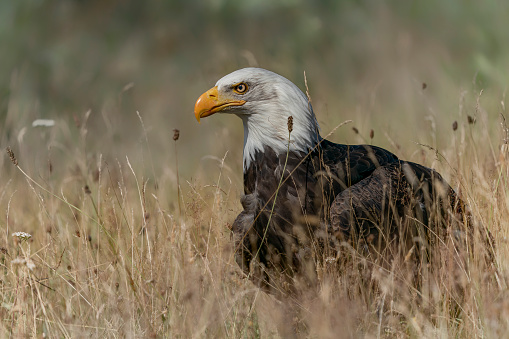 Portrait of a majestic bald eagle  American eagle adult (Haliaeetus leucocephalus). Summer meadow. American National Symbol Bald Eagle
