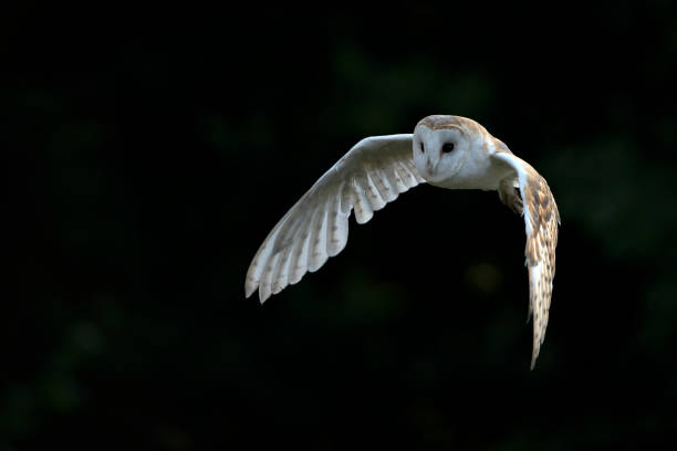 istock Flying Barn owl (Tyto alba), hunting at sunset. 1427487842