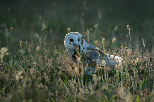 Beautiful Barn owl (Tyto alba) catching a small Mouse at sunset. Sitting in high grass. Noord Brabant in the Netherlands.