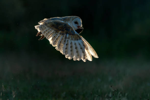 istock Flying Barn owl (Tyto alba), hunting at sunset. 1427487894