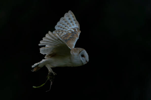 istock Flying Barn owl (Tyto alba), hunting at sunset. 1427487916