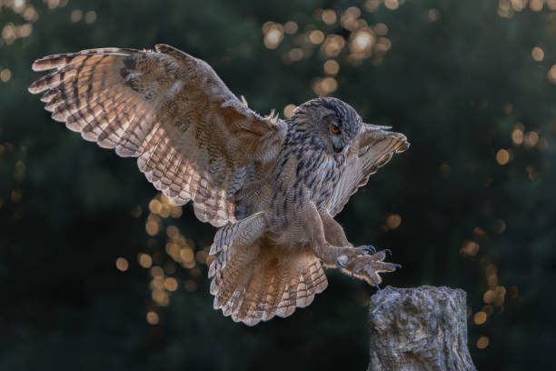 istock Landing of a beautiful Eurasian Eagle-Owl (Bubo bubo) 1427487975