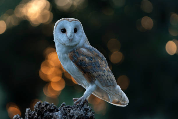 istock Barn owl (Tyto alba) sitting on a tree trunk at sunset. 1427488034