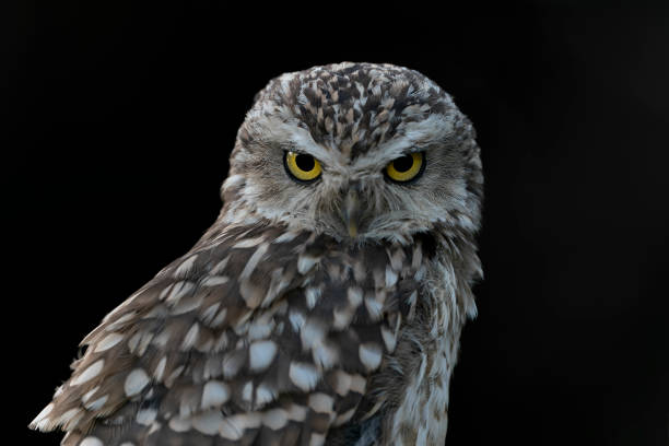 istock Portrait of a beautiful Burrowing owl (Athene cunicularia). 1427488082