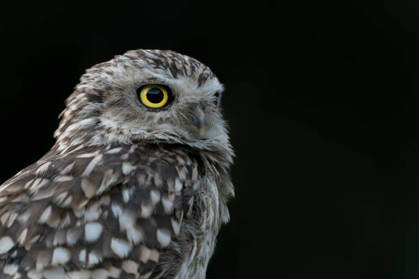 istock Portrait of a beautiful Burrowing owl (Athene cunicularia). 1427488089
