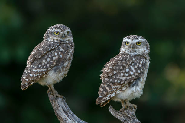 istock Two beautiful Burrowing owl (Athene cunicularia) on a branch. 1427488090