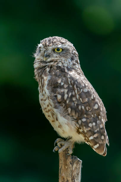 istock Cute Burrowing owl (Athene cunicularia) sitting on a branch. 1427488197