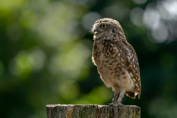 istock Cute Burrowing owl (Athene cunicularia) sitting on a branch. 1427488249