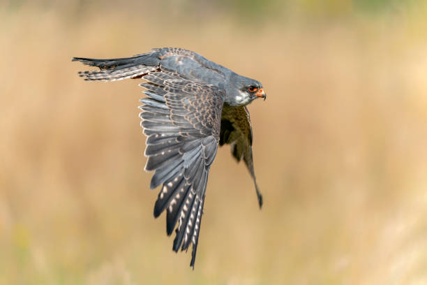 istock The red-footed falcon (Falco vespertinus) in flight. 1427488482