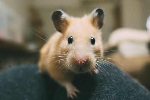 Golden hamster on grey fur blanket looking curious