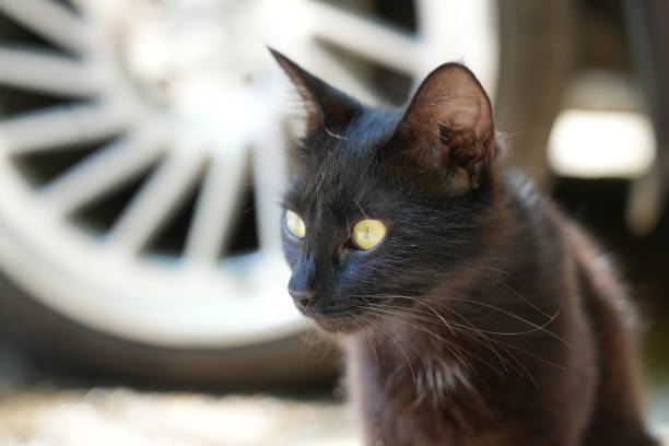istock Portrait of a black cat. 1427491137