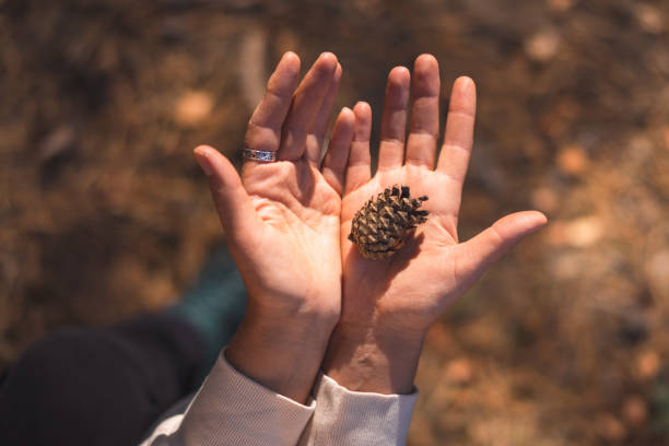 istock young woman collecting pine cones 1427491440
