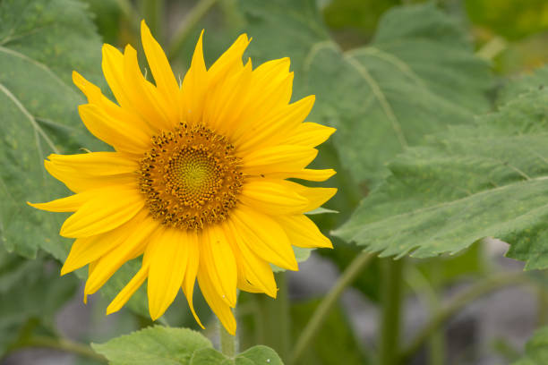 istock Sunflower. Botany. Gardening. Agriculture. One. 1427493429