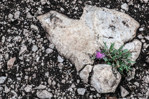 Pink Flower on Mystical Mountain Rtanj, Serbia