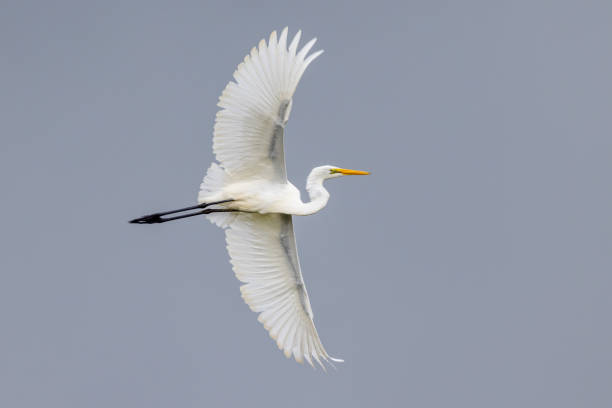 istock Eastern Great Egret in Queensland Australia 1427495891
