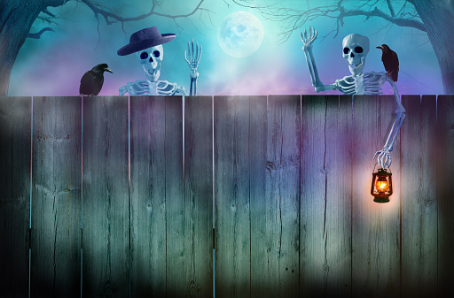 Happy Halloween holiday background.  Funny skeletons peeking over a wooden fence.  Halloween card with copy space.