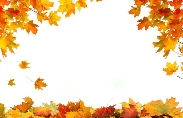 Photo of Leaf Frame. Autumn falling maple leaves isolated on white background. Fall  foliage.