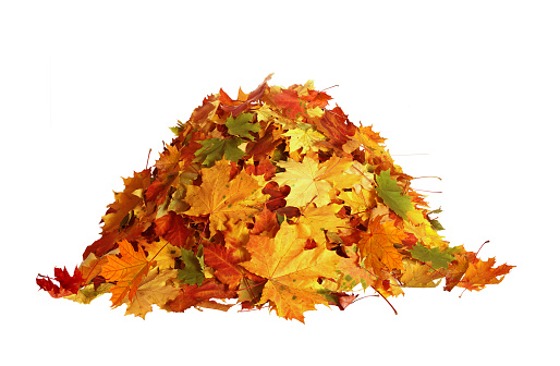 Pile of autumn maple colored leaves isolated on white background