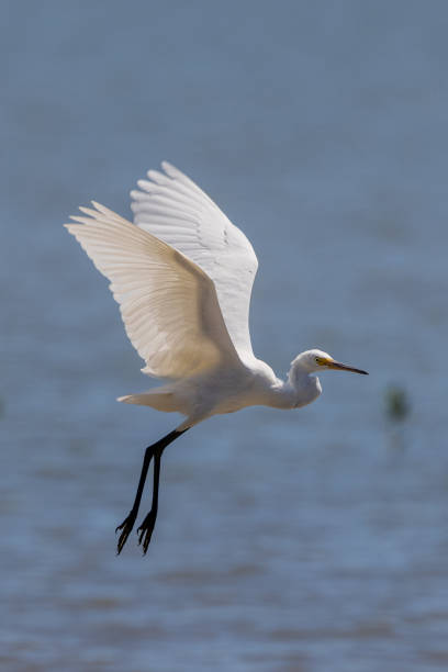istock Little Egret in Queensland Australia 1427496381