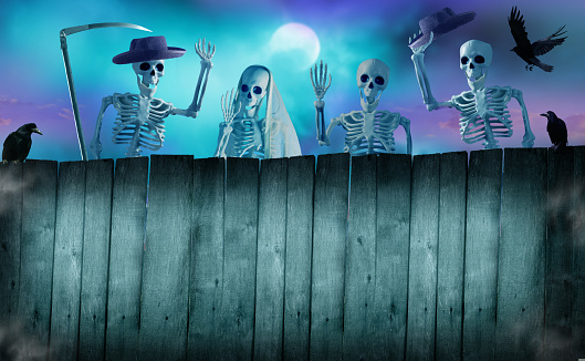 Happy Halloween holiday background. Group of Funny skeletons peeking over a wooden fence.  Halloween card with copy space.