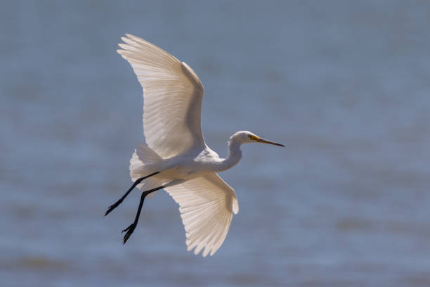 istock Little Egret in Queensland Australia 1427496413