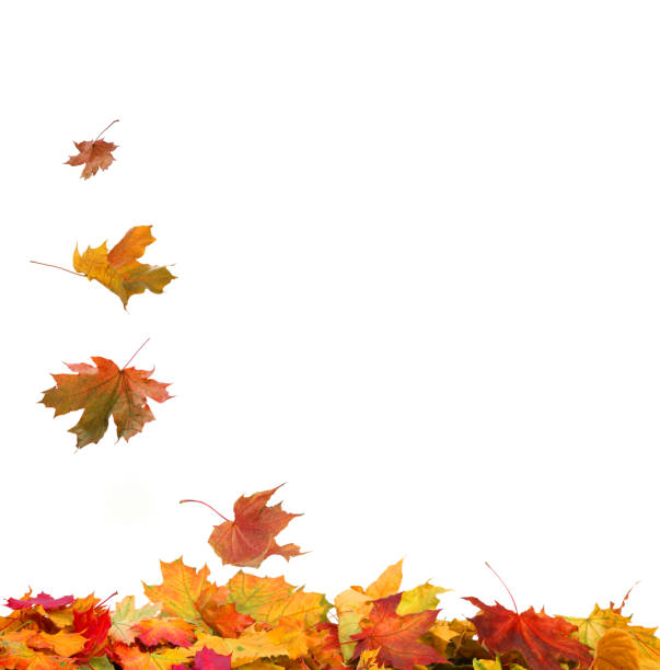 istock Autumn falling maple leaves isolated on white background 1427496435