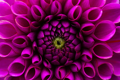 Fresh purple dahlia flower, photographed at close range. Macro photography background