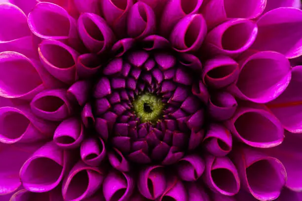 Photo of Dahlia flower background