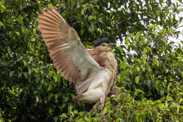 istock Nankeen Night Heron in Queensland Australia 1427496441
