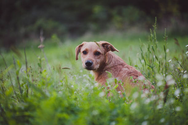 A mixed race dog stands happily in a green grass