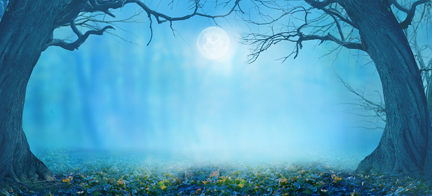 Happy Halloween holiday background with copy space.
Dark  landscape with creepy trees and moon. Fairytalle  forest with fog.
Ominous sky on Halloween night.