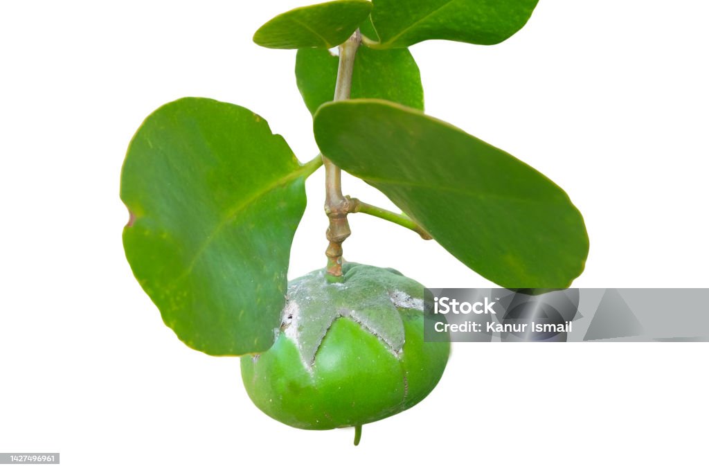 Peda Tree Pedada Fruit On A White Background With A Clipping Path Stock Photo ...