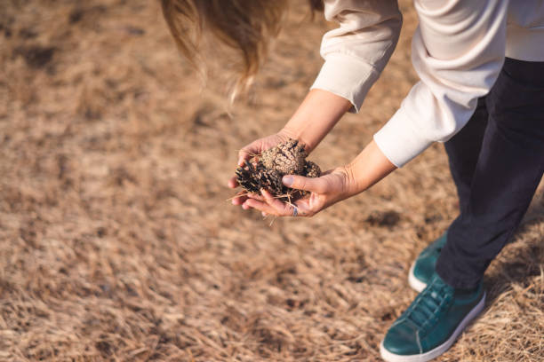 istock young woman collecting pine cones 1427497372