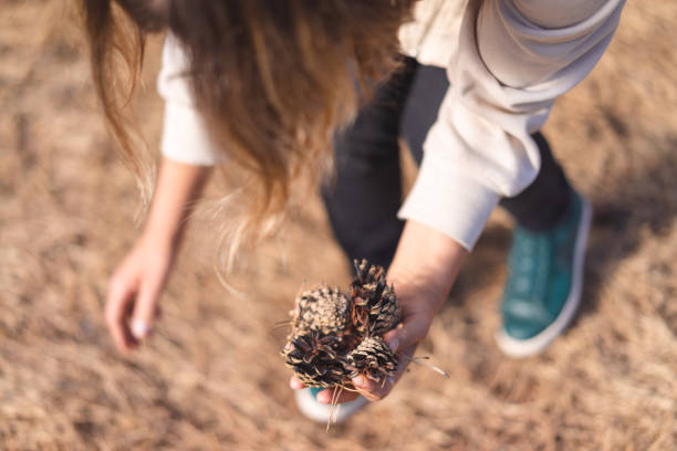 young woman collecting pine cones in a forest park
