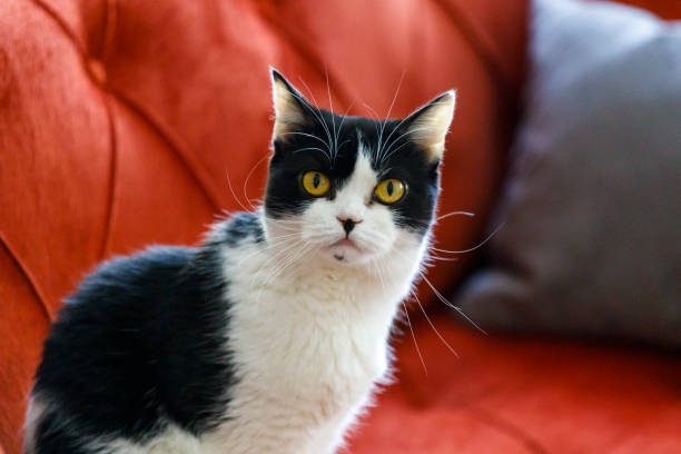 istock Sweet Cat in Home 1427500696