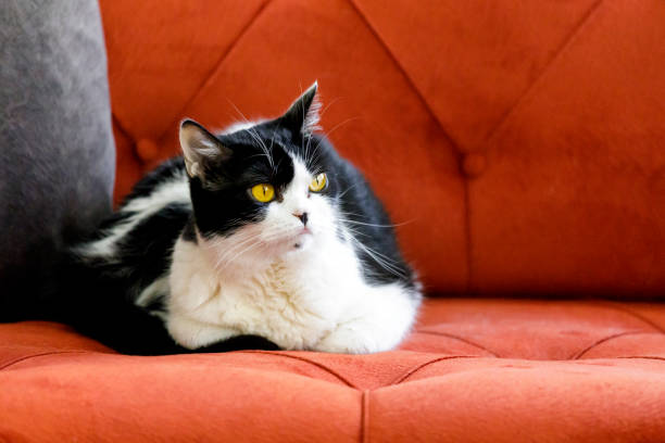 istock Sweet Cat in Home 1427500710