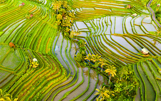 Sunrise scene - early morning on Jatiluwih Rice Terraces. Aerial view of rice fields in a morning sun light.