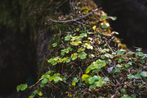 istock clover growing on roots strewn with needles 1427502733