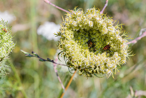 Macro of a closed wild carrot (Daucus Carota), visited by insects, close to a lake in Kiev, Ukraine