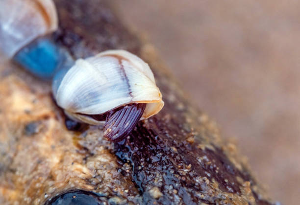 Goose barnacle on driftwood on pebble beach after storm