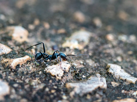 An ant on a wooden floor in Borneo