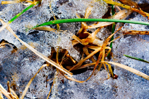 yellow and green grass covered with brittle ice
