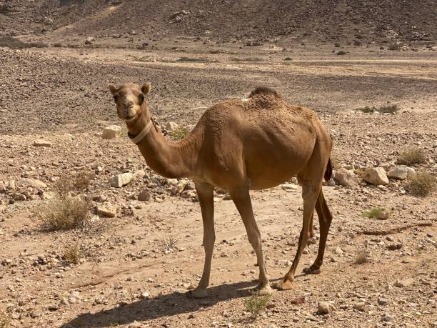 낙타 of oman - camel back 뉴스 사진 이미지