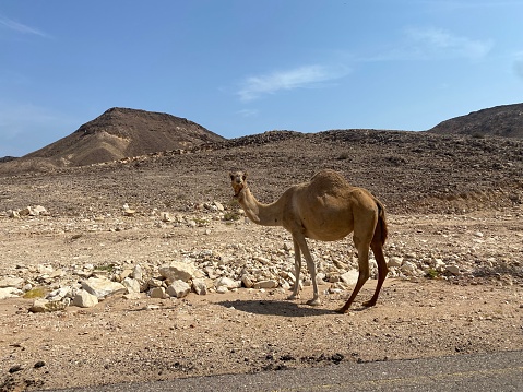 Camels in the wilderness area of Ras Al Hadd region close to Sur City in Oman