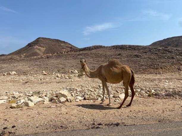 camels of oman - camel back imagens e fotografias de stock