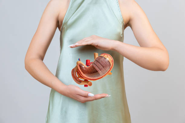 woman is holding mock stomach in the hands. help and care concept - bacterial mat stockfoto's en -beelden