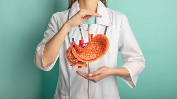聴診器を持った女医が手に模�擬胃を握っている。ヘルプとケアのコンセプト - 心内膜炎 ストックフォトと画像