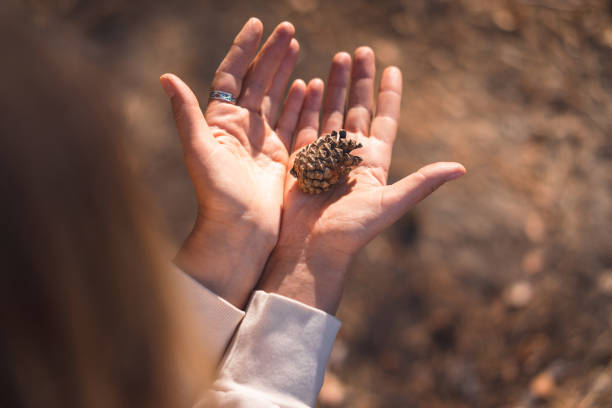 young woman collecting pine cones in a forest park