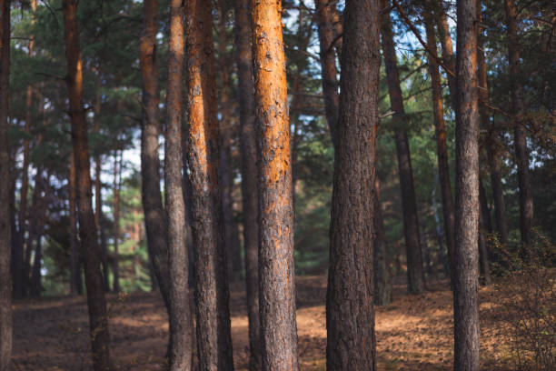 istock details of pine forest 1427506451