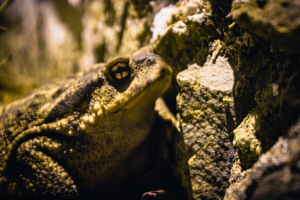 istock Iberian midwife toad frog on a rock 1427508448